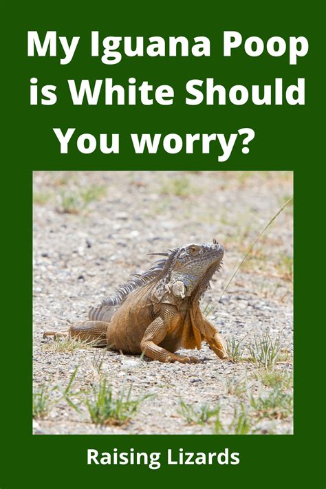 Is iguana poop white?