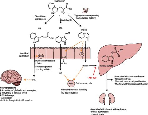 Is indole toxic to humans?