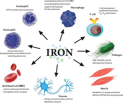 Is iron immune to lava?