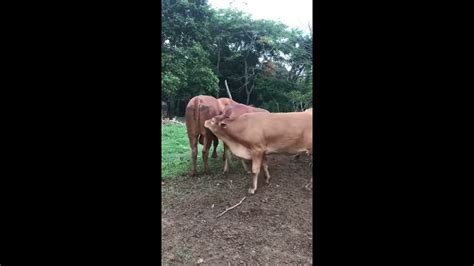 Is it OK for a bull to breed his daughter?