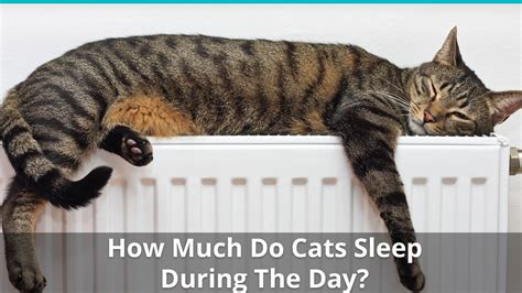 Is it OK for a cat to sleep all night?