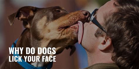 Is it OK for a dog to lick your face?