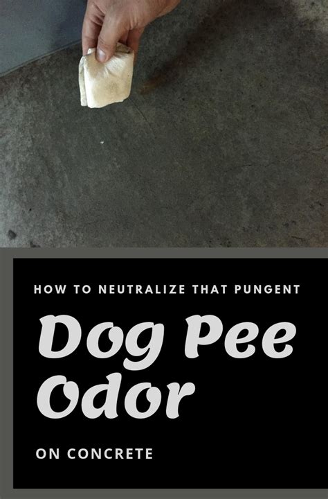 Is it OK for a dog to pee on concrete?