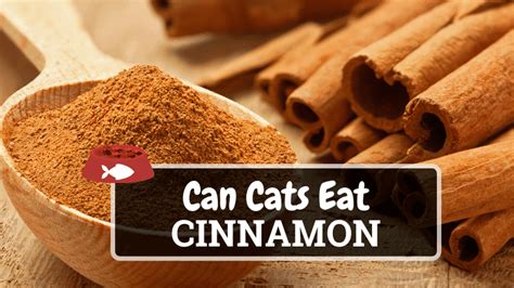 Is it OK for cats to smell cinnamon?