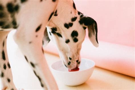 Is it OK for dog to eat once a day?
