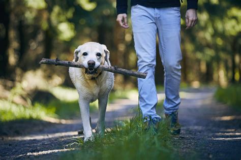 Is it OK for dogs to carry sticks?