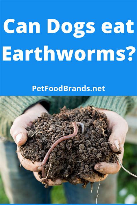 Is it OK for dogs to eat earthworms?