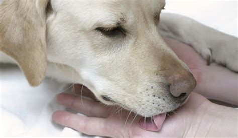 Is it OK for dogs to lick hand lotion?