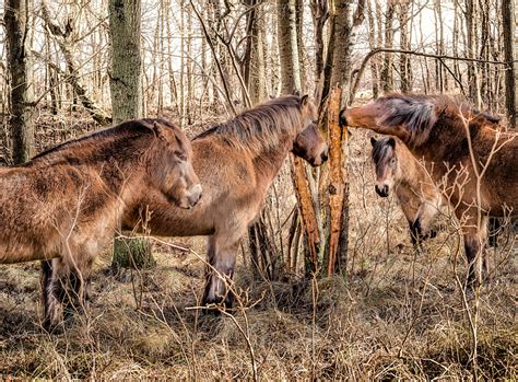Is it OK for horses to eat bark?