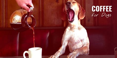 Is it OK for my dog to drink coffee?