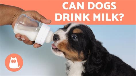 Is it OK for my dog to drink milk?