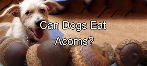 Is it OK for my dog to eat acorns?