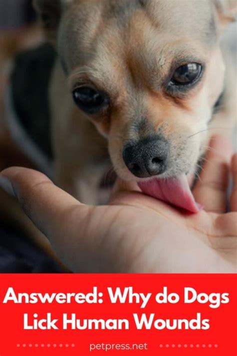 Is it OK if a dog licks a human wound?