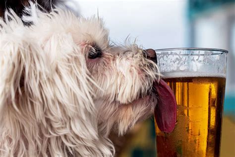 Is it OK if dog licks beer?