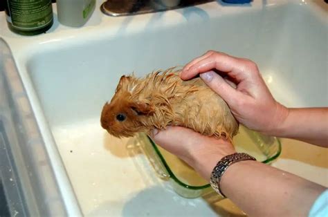 Is it OK if guinea pigs get wet?