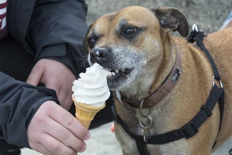 Is it OK if my dog licked chocolate ice cream?