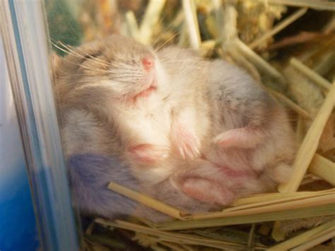 Is it OK if my hamster sleeps all day?