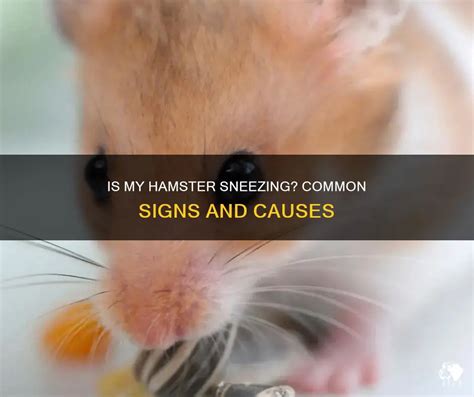 Is it OK if my hamster sneezes?