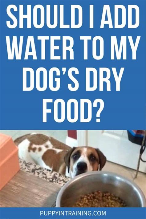 Is it OK to add a little water to dry dog food?