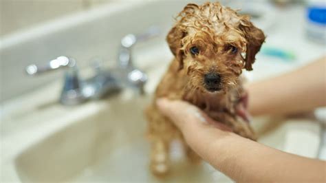 Is it OK to bath with a dog?