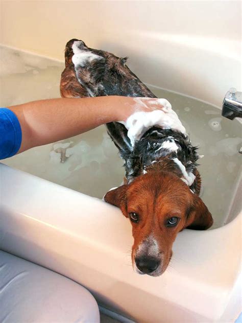 Is it OK to bathe a dog once a week?