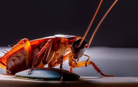 Is it OK to be scared of cockroaches?