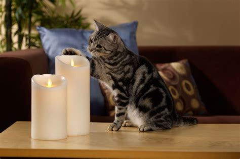 Is it OK to burn candles around cats?