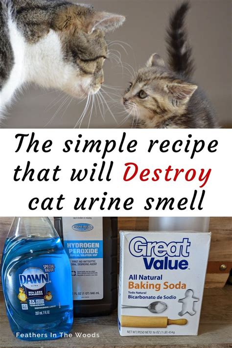 Is it OK to clean cat pee with vinegar?