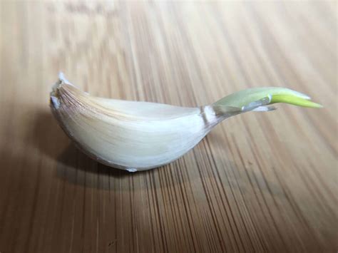 Is it OK to cook with garlic that has sprouted?