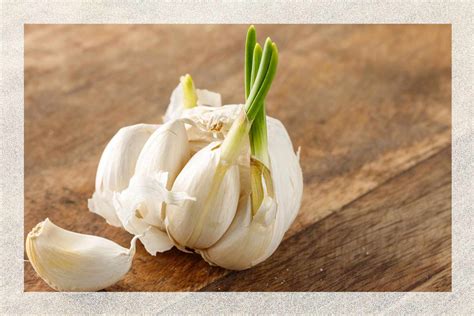 Is it OK to cook with sprouted garlic?