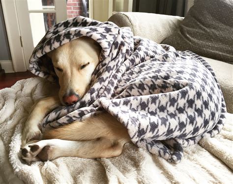 Is it OK to cover a dog with a blanket?