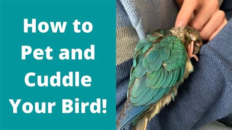 Is it OK to cuddle your parrot?