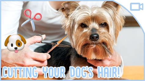 Is it OK to cut dog hair short?