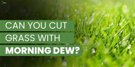 Is it OK to cut grass with morning dew?