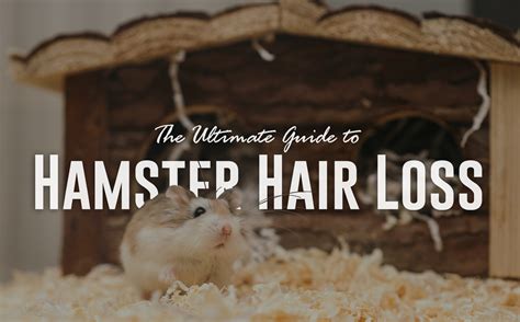 Is it OK to cut hamsters hair?