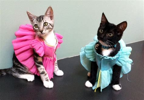 Is it OK to dress your cat?