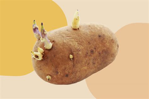 Is it OK to eat 4 potatoes a day?