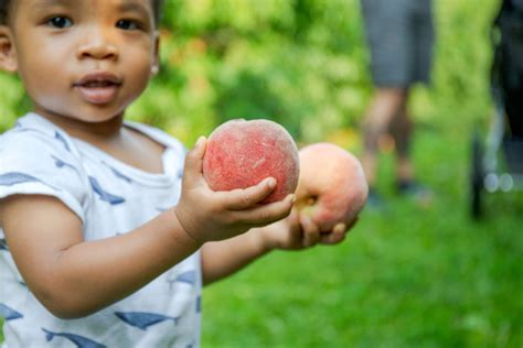 Is it OK to eat a hard peach?