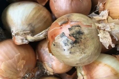 Is it OK to eat an onion with mold on the outside?