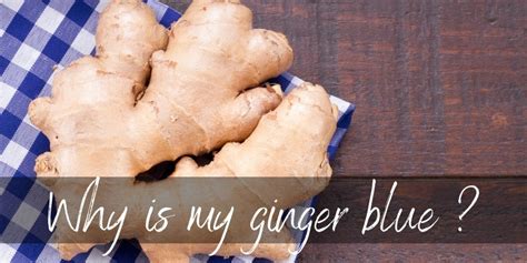 Is it OK to eat blue ginger?