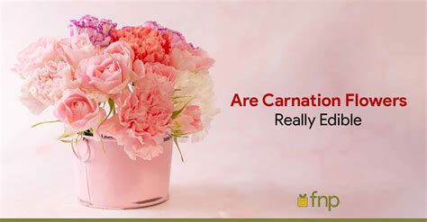 Is it OK to eat carnations?