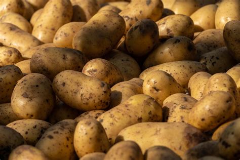 Is it OK to eat firm potatoes?