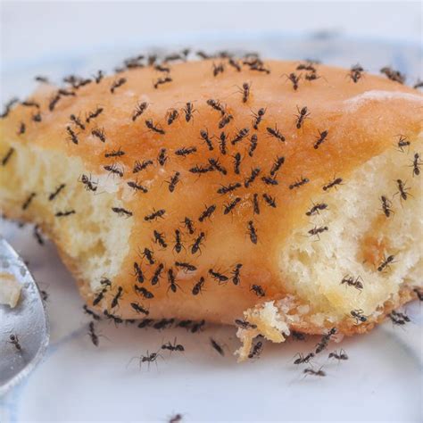 Is it OK to eat food after ants have been on it?