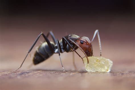 Is it OK to eat food touched by ants?