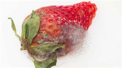 Is it OK to eat fruit with a little mold?