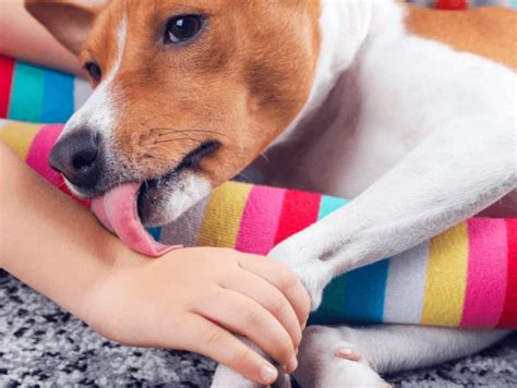 Is it OK to eat something my dog licked?