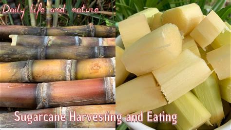 Is it OK to eat sugarcane everyday?