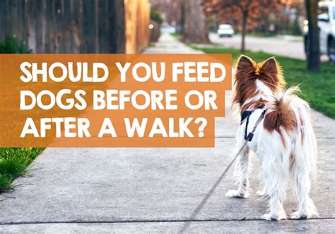 Is it OK to feed a dog right after a walk?