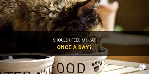 Is it OK to feed cats once a day?