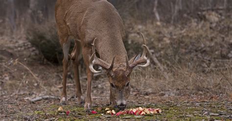 Is it OK to feed deer?